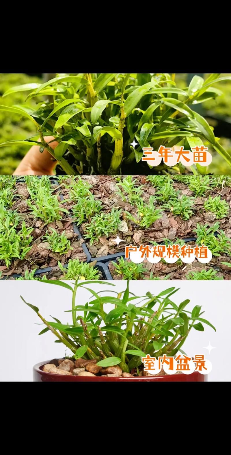 霍山石斛苗好种植易管理:霍山石斛苗喜