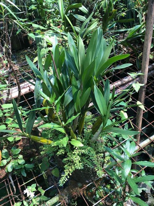 石斛兰玩家推荐最全种植攻略
