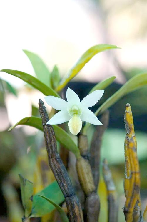 石斛种植全攻略:从选基质到防病虫害,轻松培育美丽石斛!