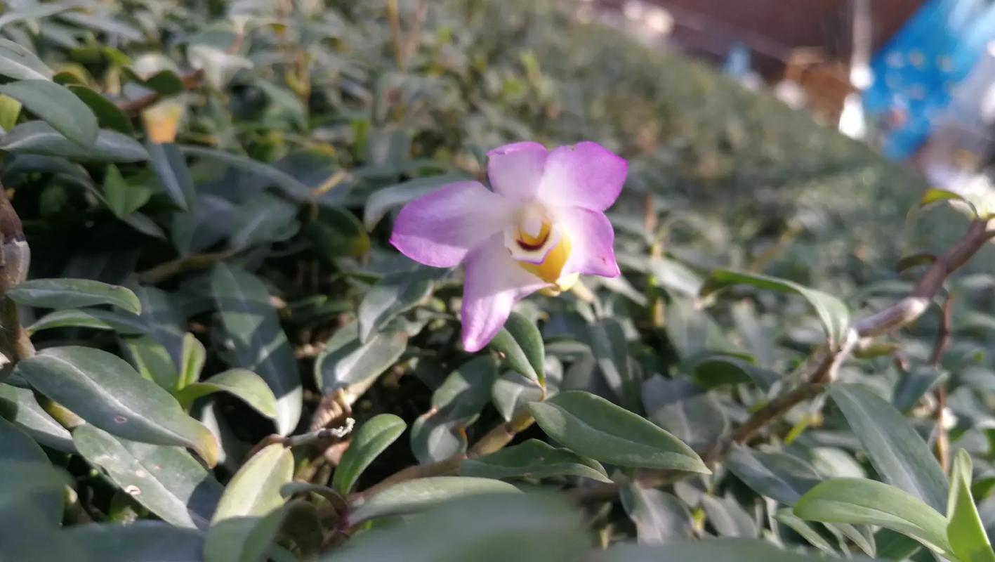 曲茎石斛,珍稀石斛种,人工繁育苗,经过多年种植,一个集药用观