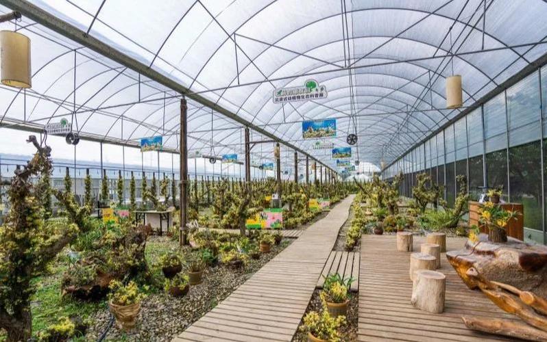 金堂秘境露营地✨石斛园绝美！探秘石斛种植的生态之旅