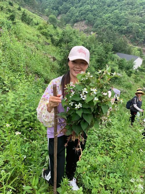 探访洞桥查口村铁皮石斛种植基地 松树与毛竹上的绿色黄金
