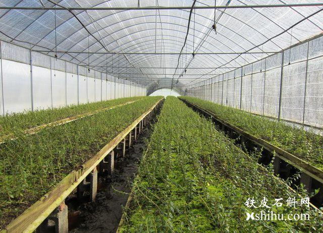 铁皮石斛温室大棚种植技术大全